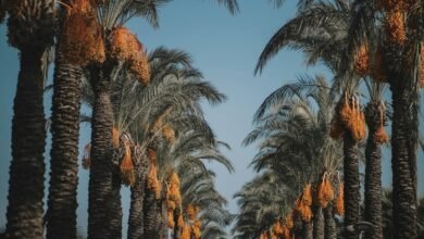 digital rowing adventure experience